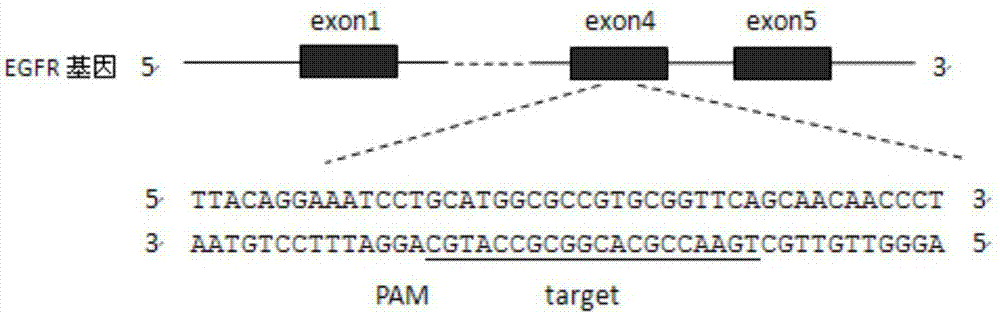 一種同時(shí)敲除KRAS基因和EGFR基因的CRISPR?Cas9系統(tǒng)及其應(yīng)用的制造方法與工藝