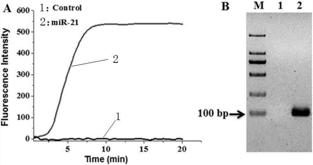 一種基于依賴解旋酶DNA恒溫?cái)U(kuò)增技術(shù)檢測(cè)microRNA的方法與流程