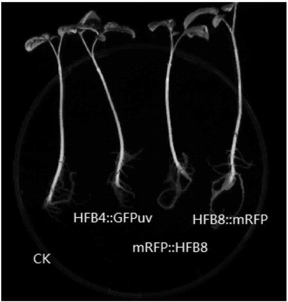一种促进哈茨木霉根表定殖的蛋白及其应用的制造方法与工艺
