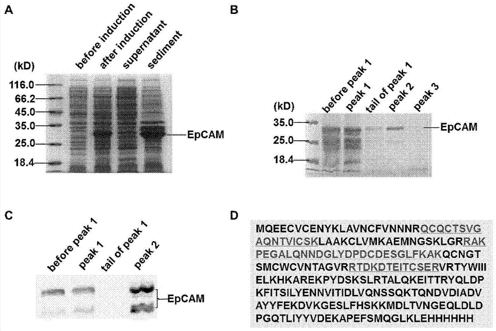 特异性抗人上皮细胞粘附分子（EpCAM）的单克隆抗体的制备、鉴定及应用的制造方法与工艺