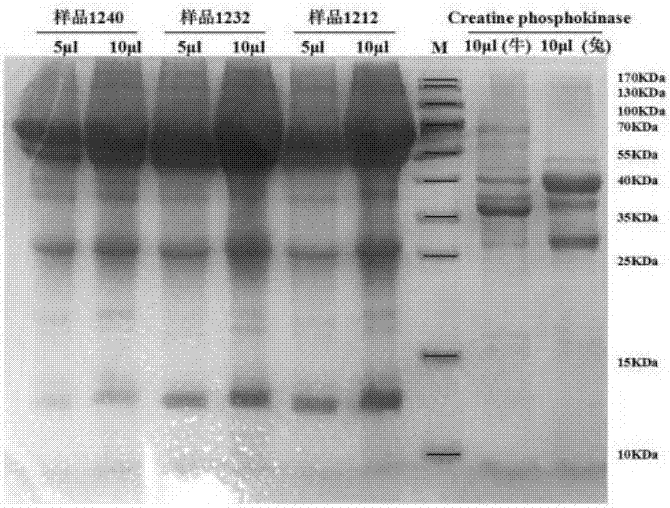 一种牛源肌酸激酶同工酶双抗体夹心ELISA快速检测试剂盒的制造方法与工艺