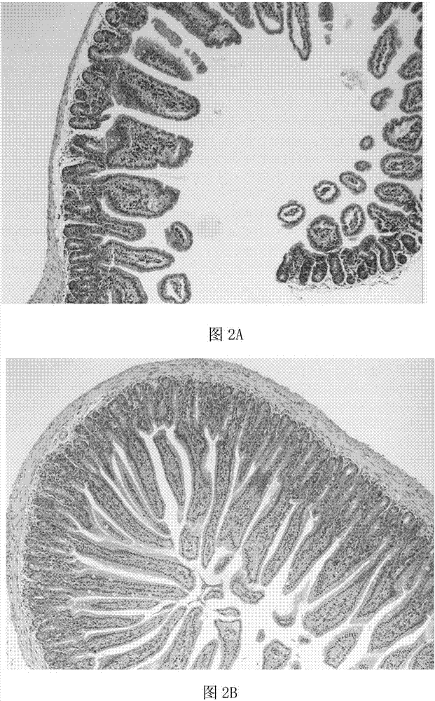 一種新型含石榴皮復(fù)合植物提取物及其制備方法和應(yīng)用與流程