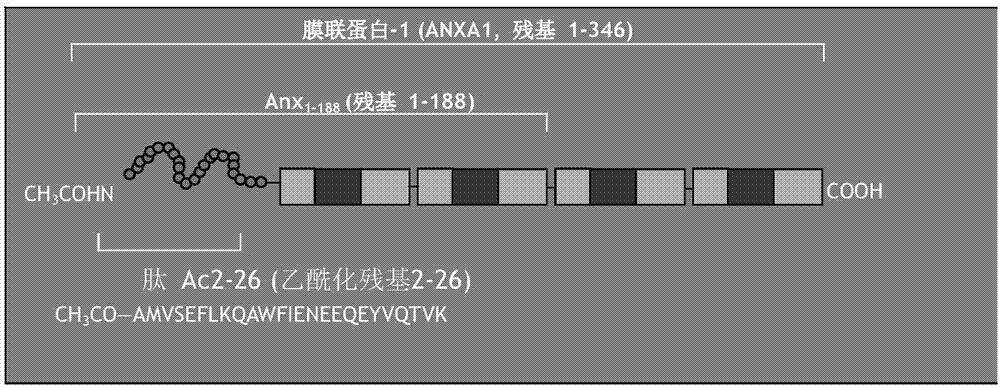 能夠與膜聯(lián)蛋白?1結(jié)合的特異性結(jié)合分子的用途的制造方法與工藝