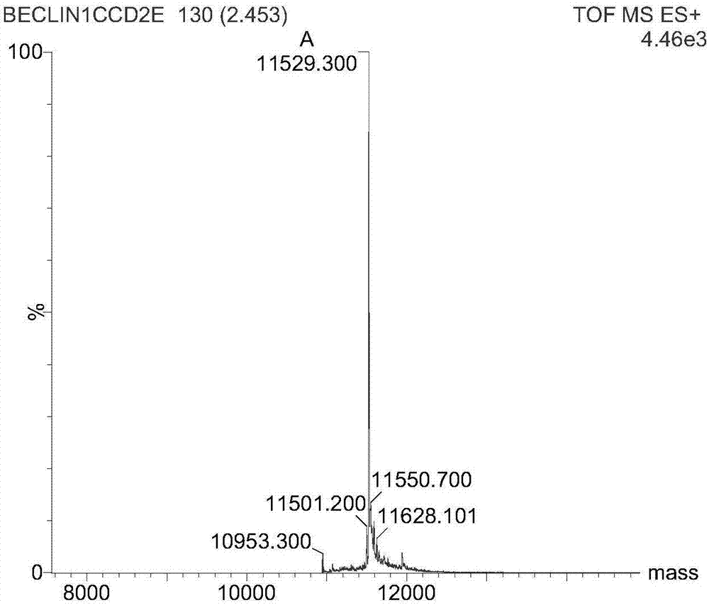 Beclin1突變蛋白及其制備方法和應(yīng)用與流程