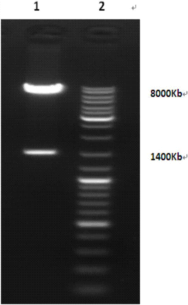 一種靶向CD19的嵌合抗原受體修飾的T淋巴細胞的制造方法與工藝