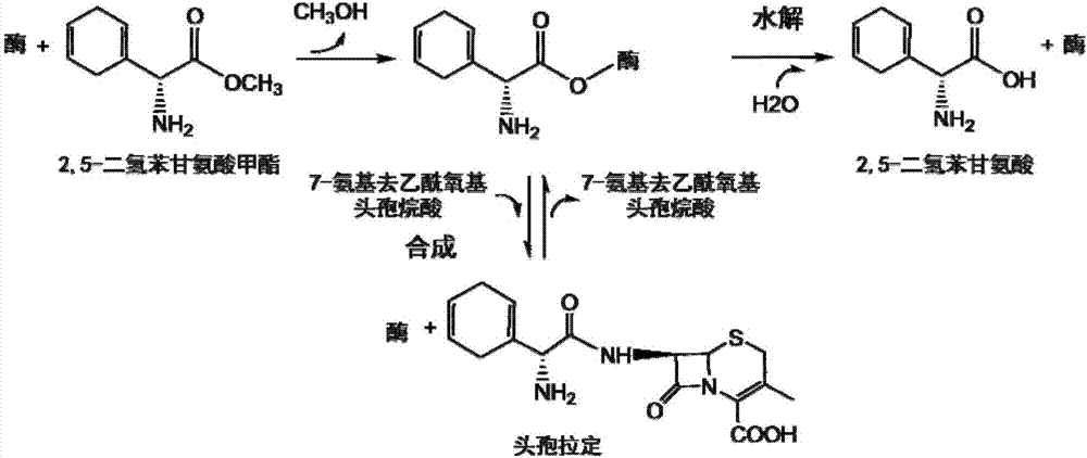 頭孢拉定合成酶突變體及其編碼基因的制造方法與工藝