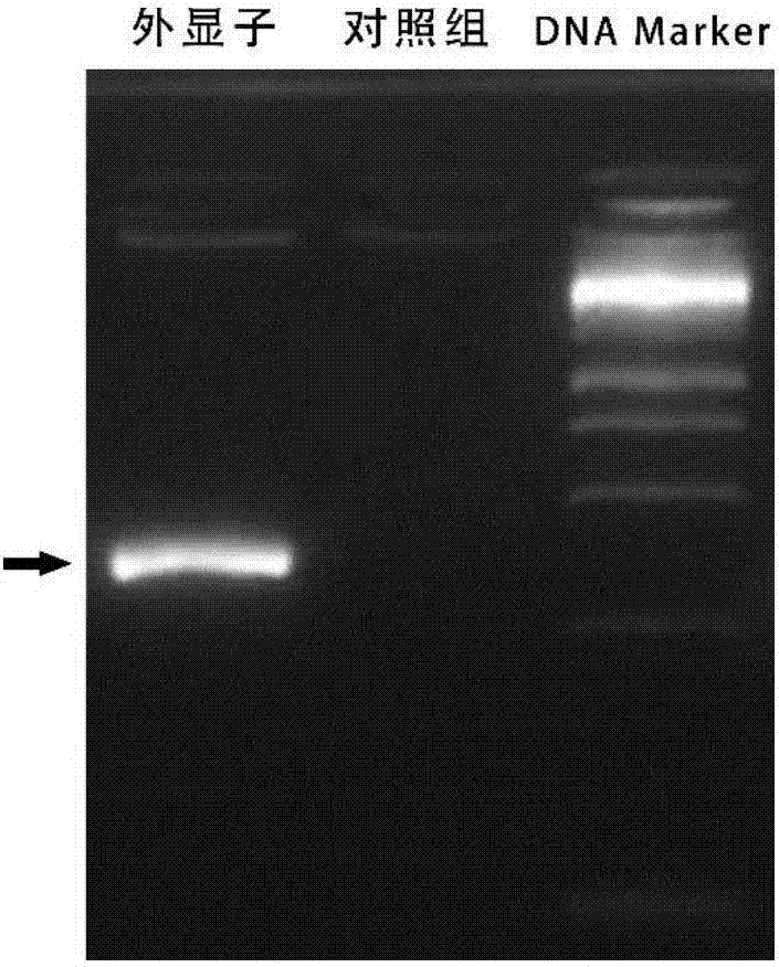一种特异靶向猪IGFBP3基因的sgRNA导向序列及应用的制造方法与工艺