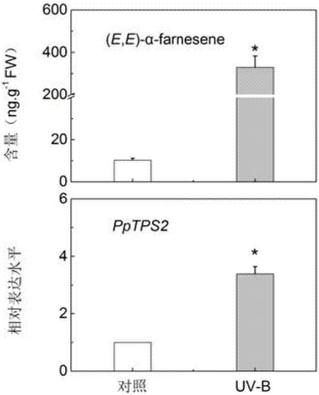 一個參與桃α?Farnesene生物合成的基因及其應(yīng)用的制造方法與工藝