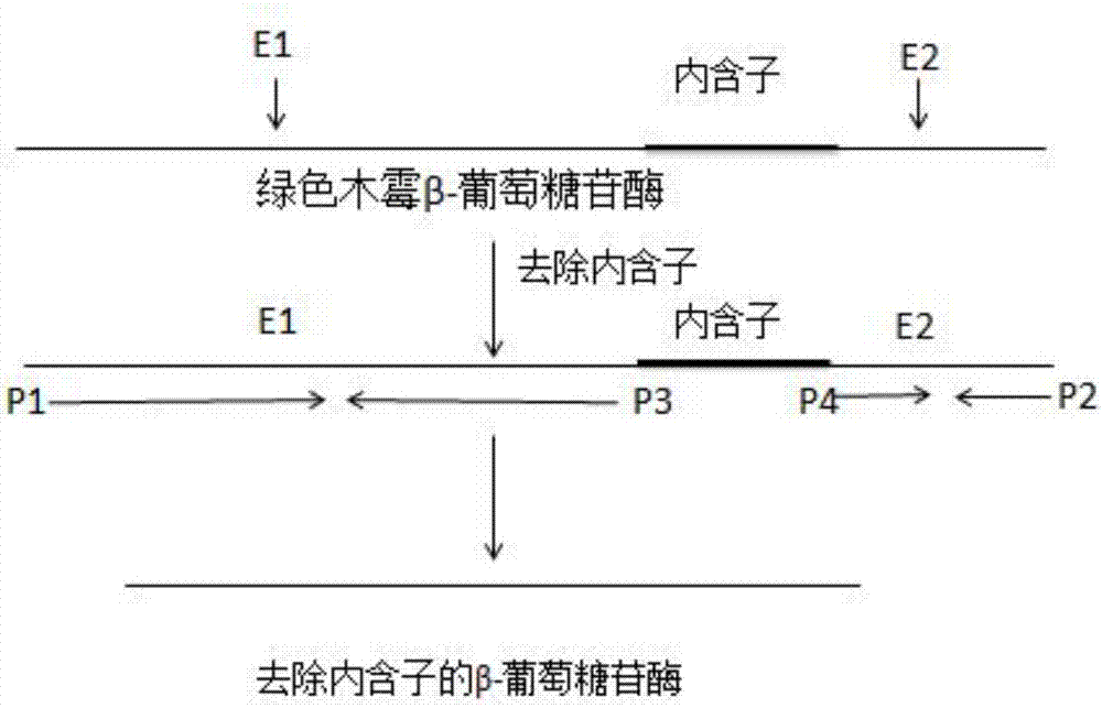 一種低聚龍膽糖的制備方法與流程