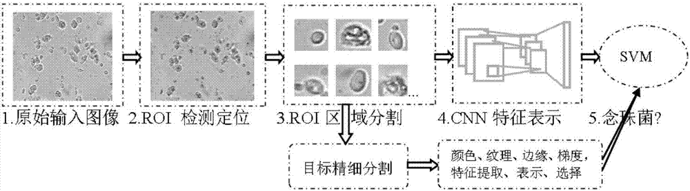 基于Hough圓檢測和深度卷積網(wǎng)絡(luò)的陰道分泌物濕片念珠菌檢測方法與流程