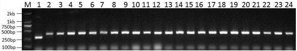 水稻抗稻瘟病Pi9基因的共显性功能分子标记Pi9InDel2及其应用的制造方法与工艺