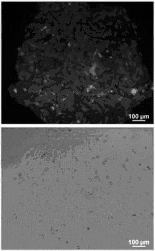 一種通過酶切基因組構(gòu)建CRISPR/Cas9基因組敲除文庫的方法與流程