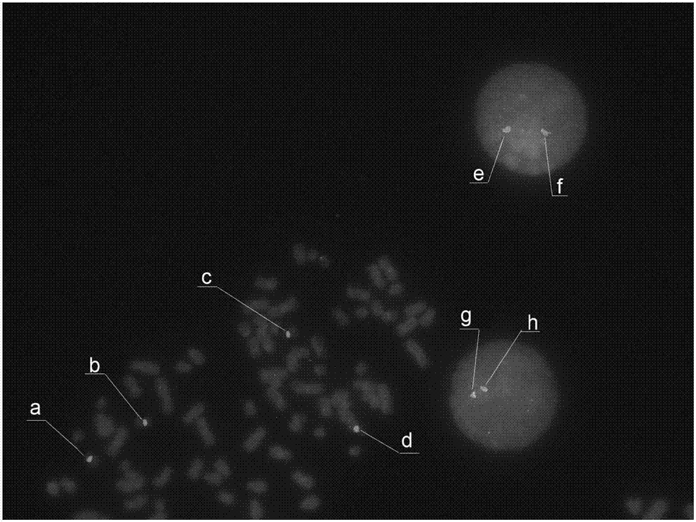 一種人17號染色體著絲粒探針試劑盒及其制備方法和應用與流程