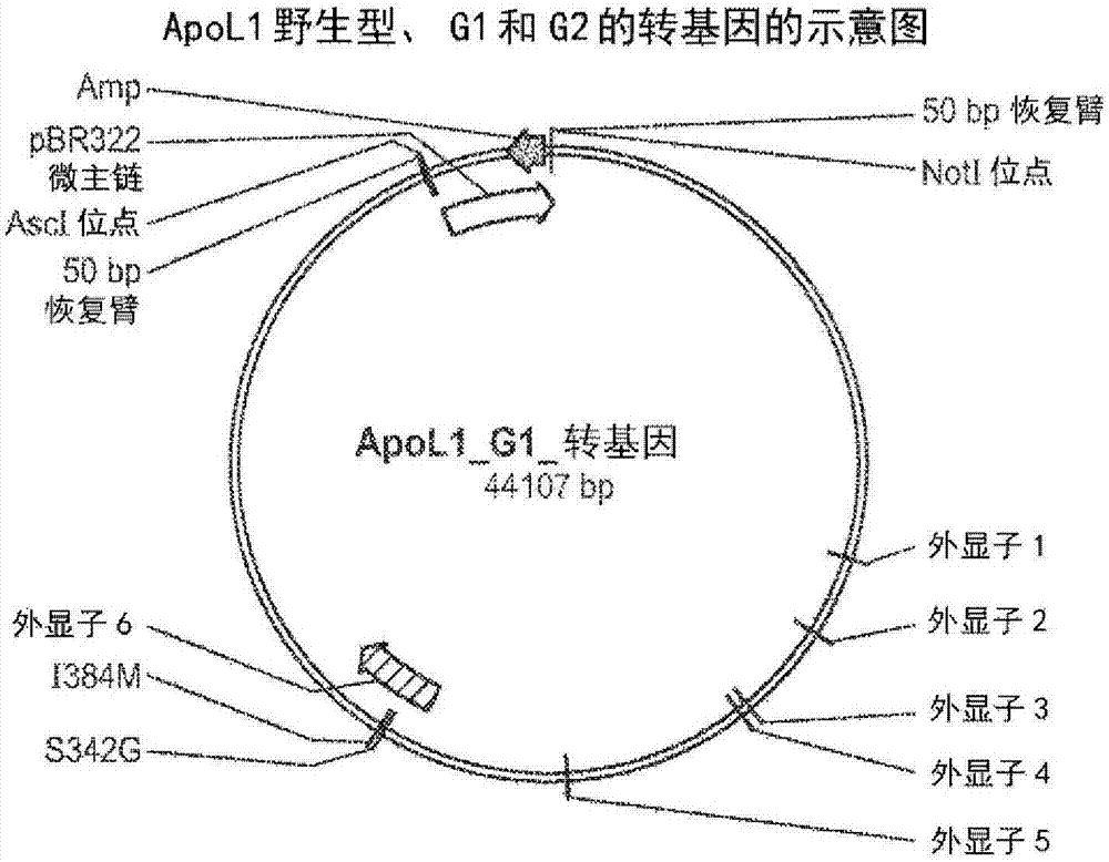 腎病動物模型及其治療劑的制造方法與工藝