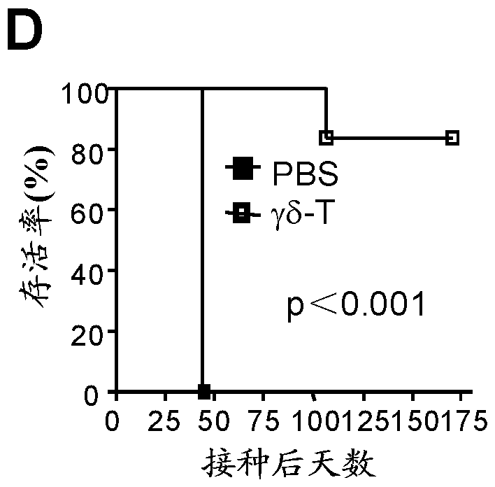 治疗厄泼斯坦‑巴尔病毒相关疾病的双膦酸盐化合物和γδT细胞‑介导的疗法的制造方法与工艺