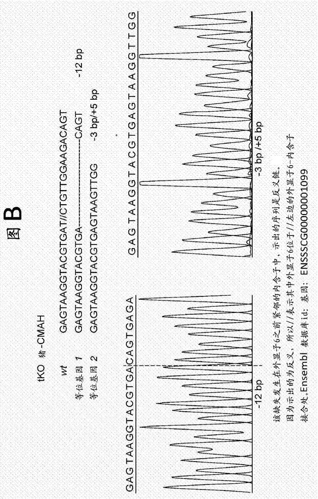 適用于異種移植的三重轉基因豬的制造方法與工藝