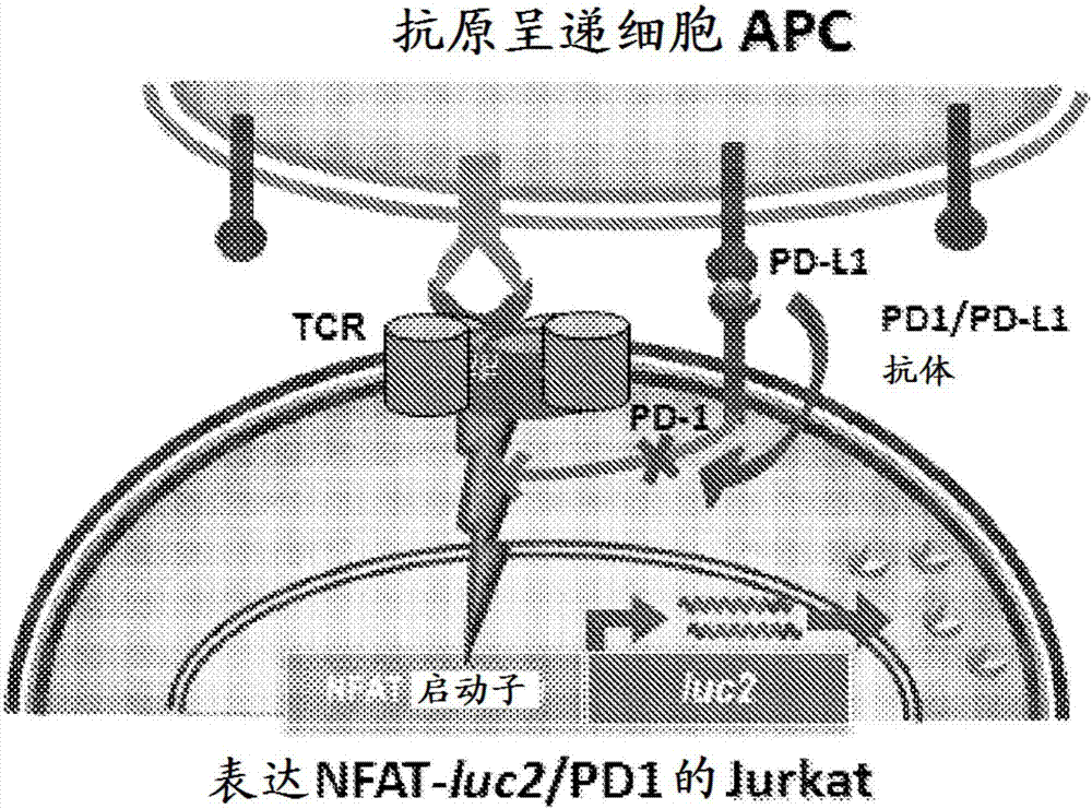 用于評(píng)估免疫檢查點(diǎn)調(diào)節(jié)劑的系統(tǒng)和方法與流程