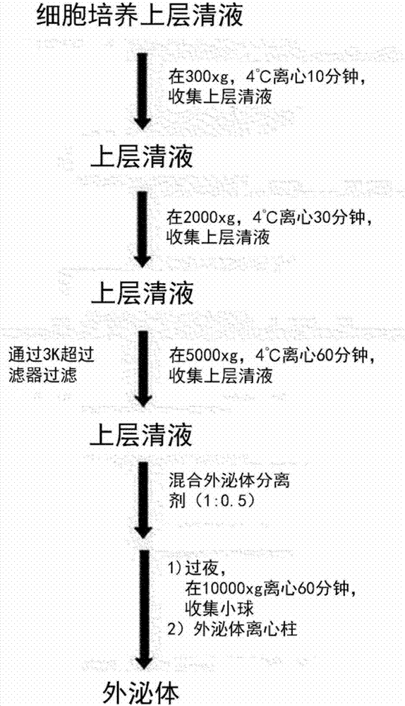 用于成脂分化誘導(dǎo)、脂肪組織再生、皮膚美白或改善皺紋的包含干細(xì)胞來源外泌體的組合物的制造方法與工藝