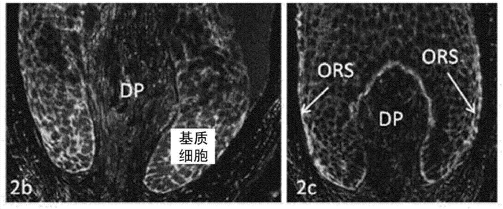 毛發(fā)組合物的制造方法與工藝