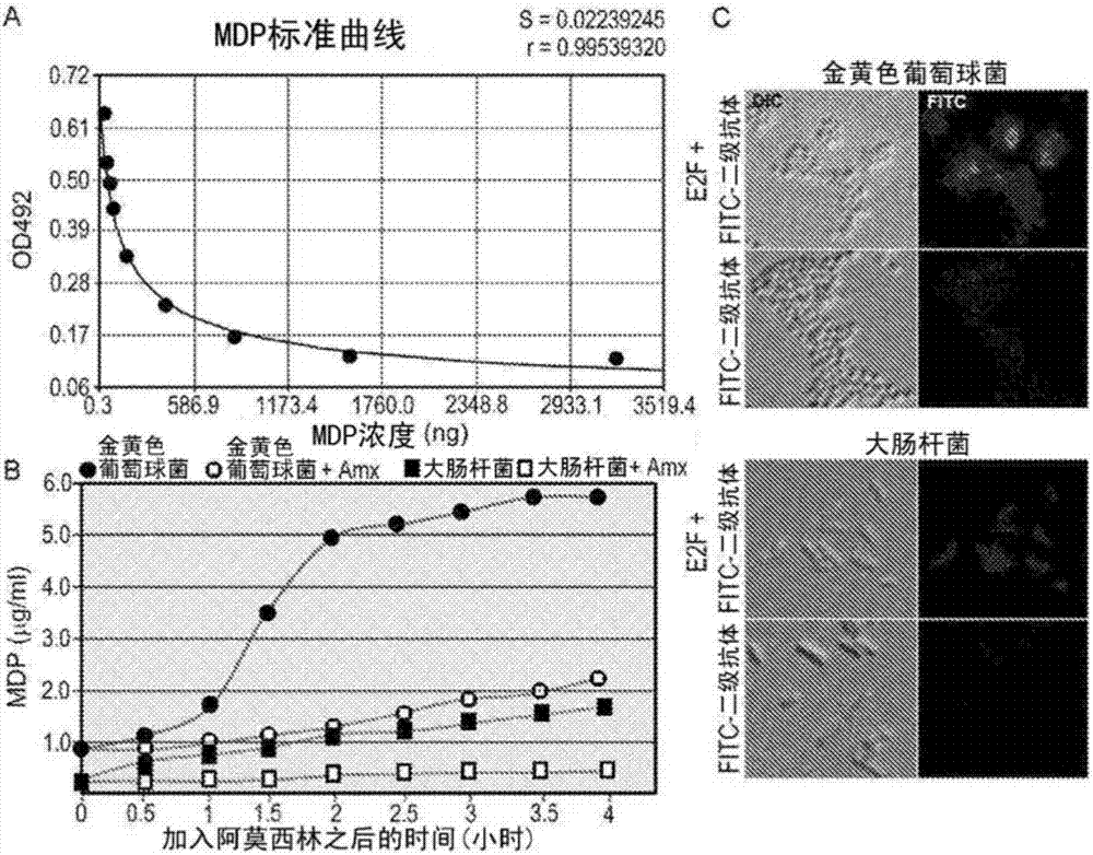 用于預防和治療免疫介導性疾病的針對胞壁酰肽的單克隆抗體的制造方法與工藝