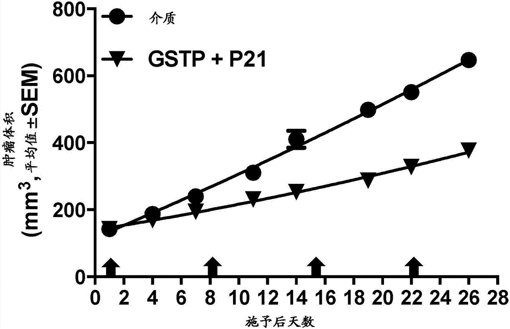 用于惡性腫瘤的RNA干擾組合物和方法與流程