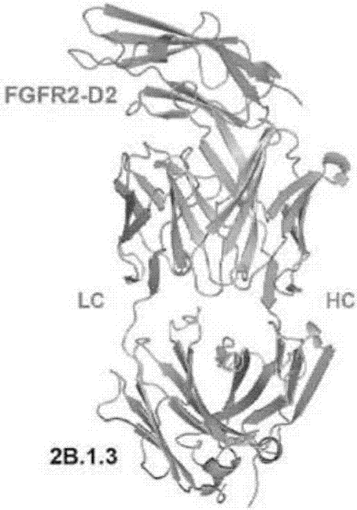 抗FGFR2/3抗體及其使用方法與流程