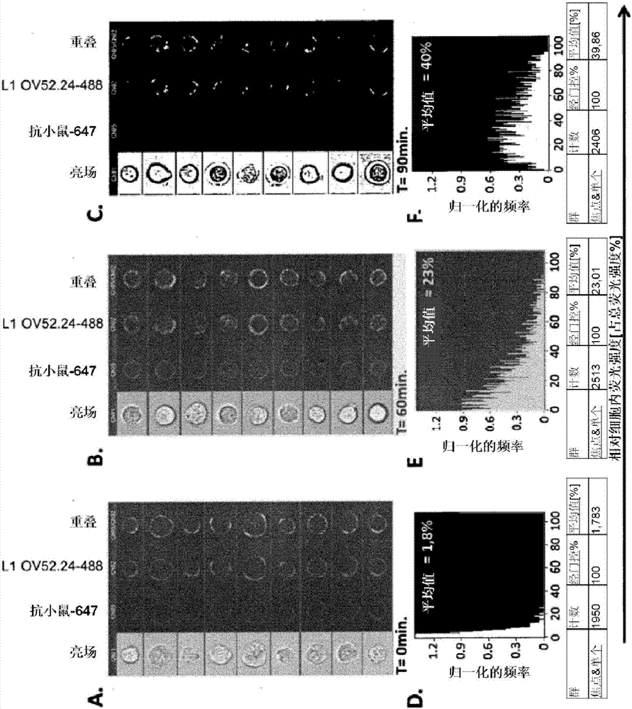 與L1CAM（CD171）結(jié)合的結(jié)合分子，特別是抗體的制造方法與工藝