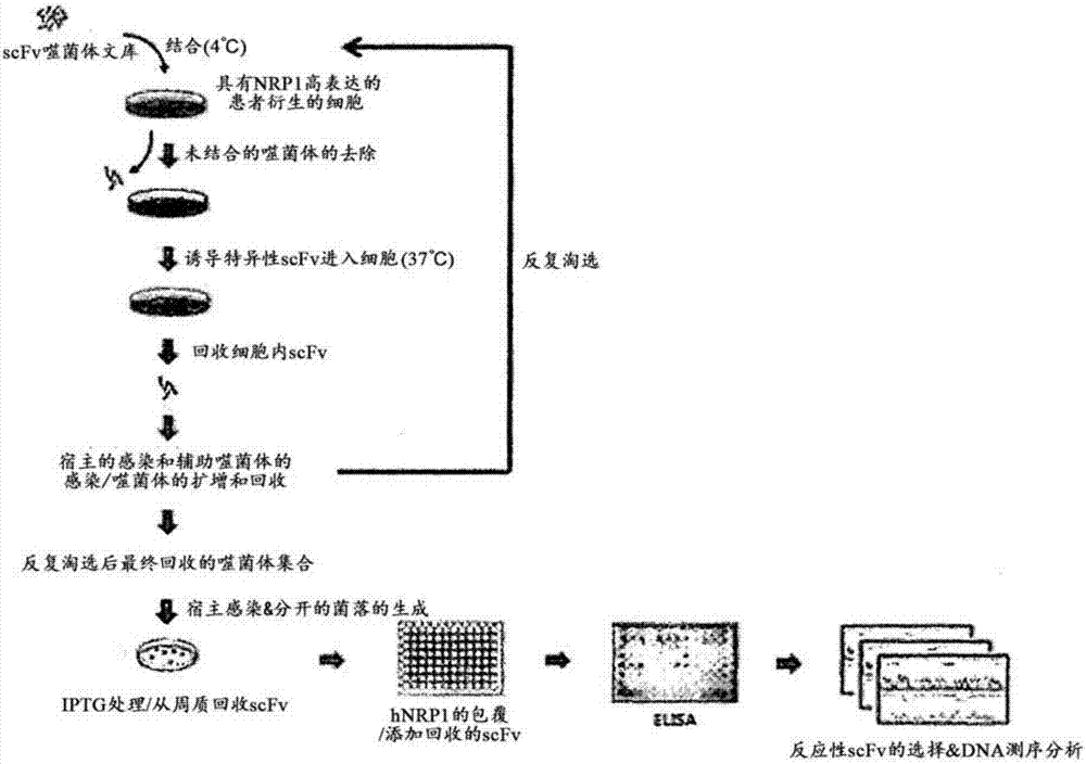 针对神经毡蛋白1的抗体及其用途的制造方法与工艺