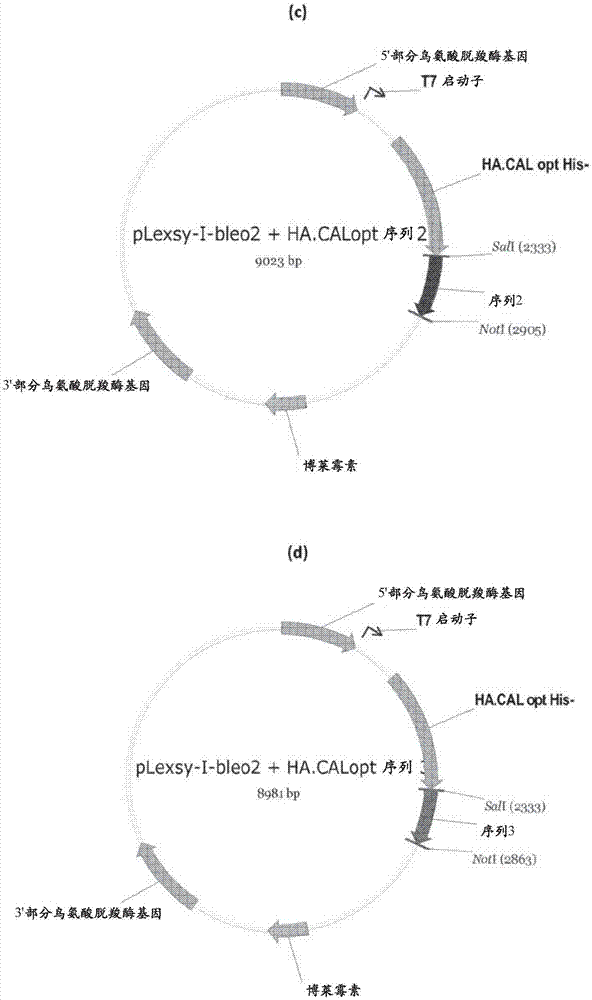 通过融合到来自七鳃鳗的序列进行的重组蛋白多聚化的制造方法与工艺