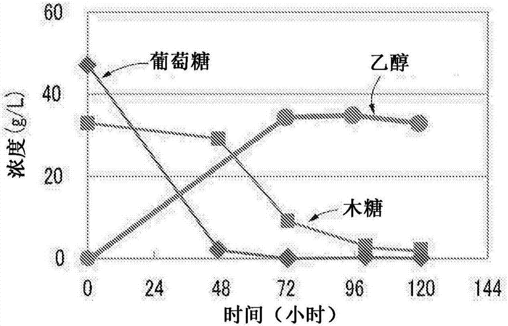 高效乙醇发酵菌的制造方法与工艺