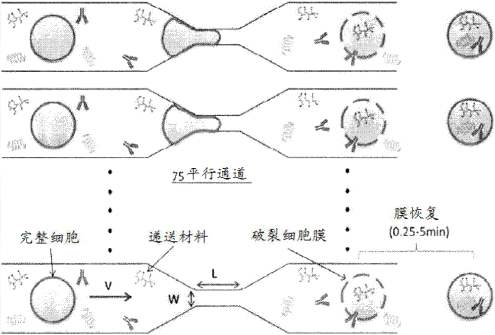 递送生物分子至免疫细胞的制造方法与工艺