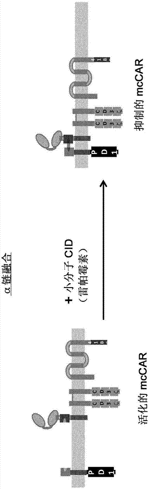 用于調(diào)節(jié)CAR誘導(dǎo)的免疫細(xì)胞活性的方法與流程