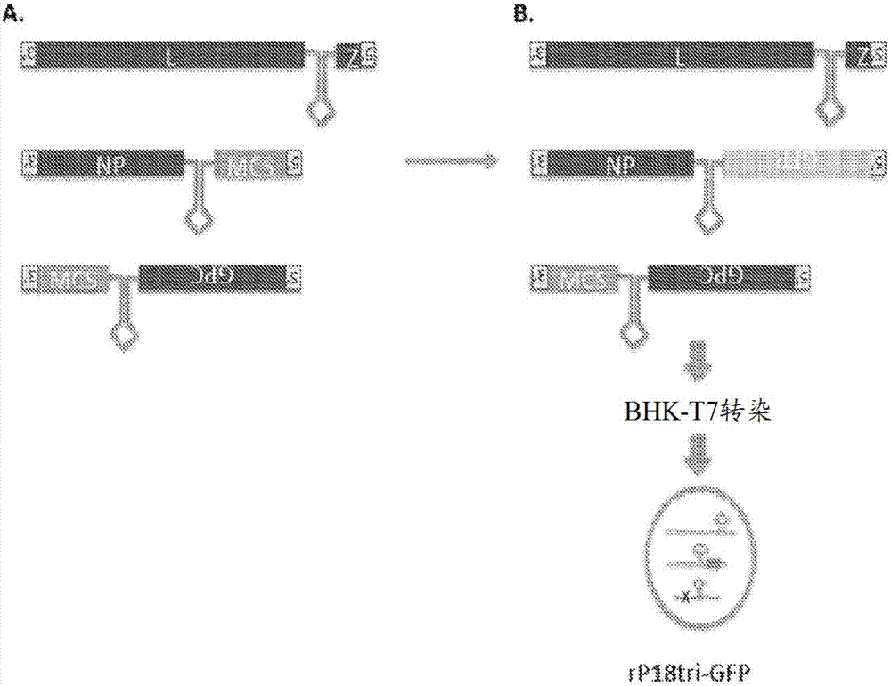 皮钦德病毒反向遗传学系统及其使用方法与流程