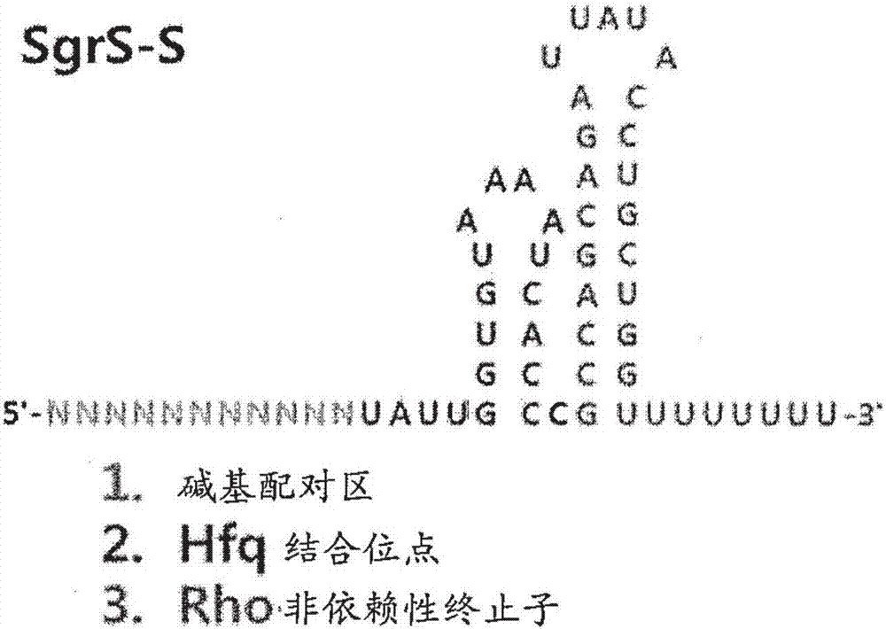 使用合成調(diào)節(jié)性sRNA精細(xì)調(diào)節(jié)基因表達(dá)的方法與流程