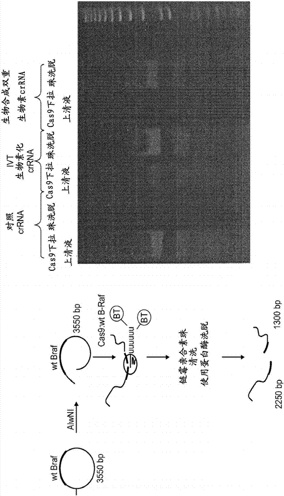 使用CRISPR?CAS系統(tǒng)的多核苷酸富集的制造方法與工藝