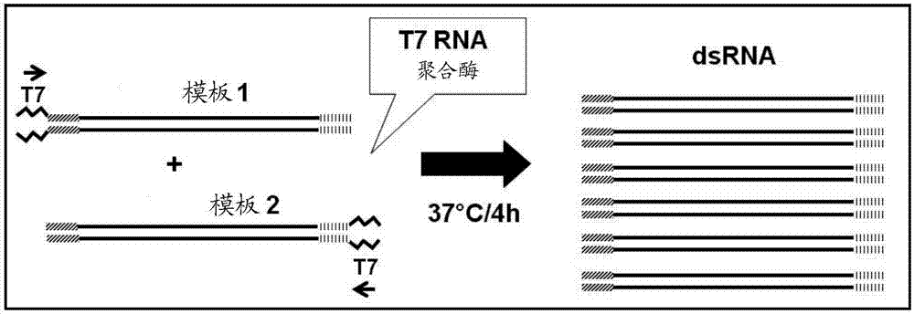 用于控制鞘翅目和半翅目害虫的GHO/SEC24B2和SEC24B1核酸分子的制造方法与工艺