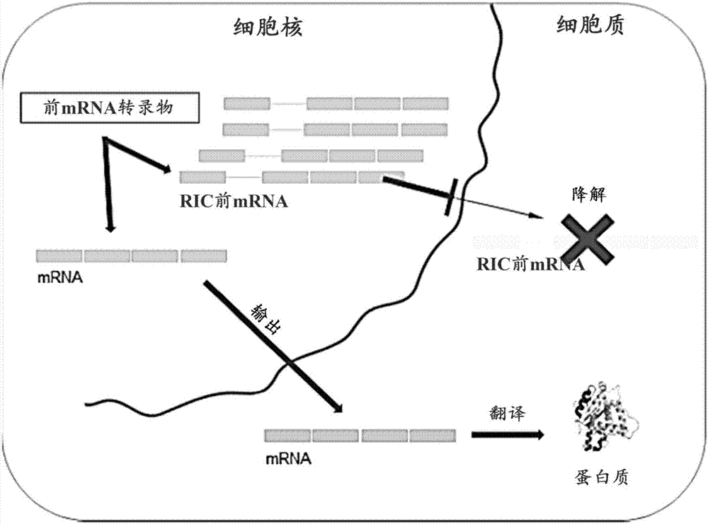 核基因输出的定向增加的制造方法与工艺