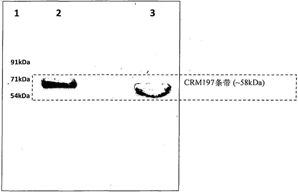 用于CRM197的高水平表達(dá)的密碼子優(yōu)化多核苷酸的制造方法與工藝