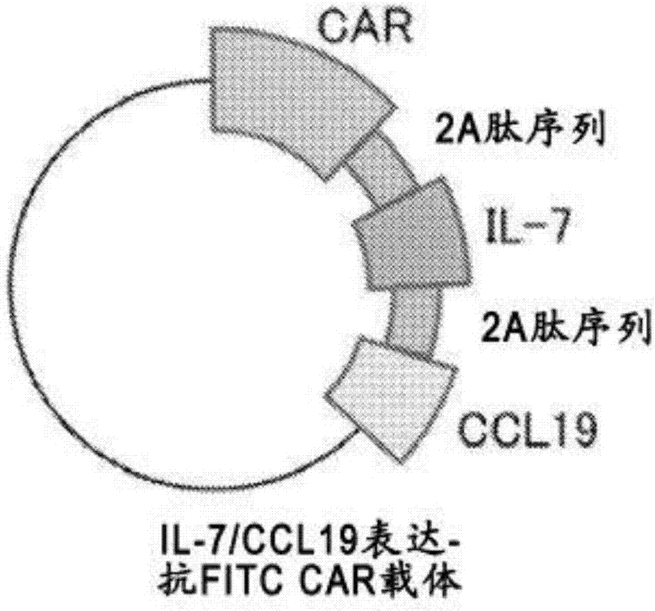 CAR表達載體及CAR表達T細胞的制造方法與工藝