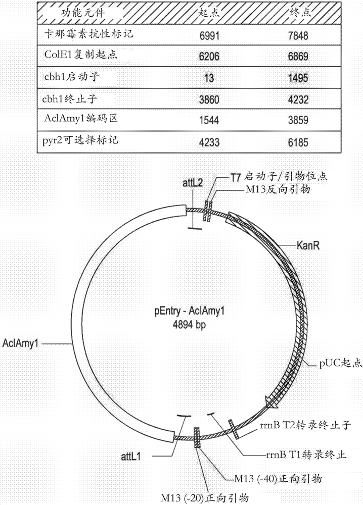 真菌宿主菌株、DNA構(gòu)建體及使用方法與流程