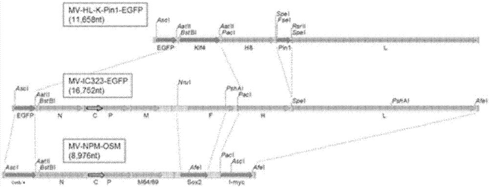 病毒載體、細(xì)胞及構(gòu)建體的制造方法與工藝