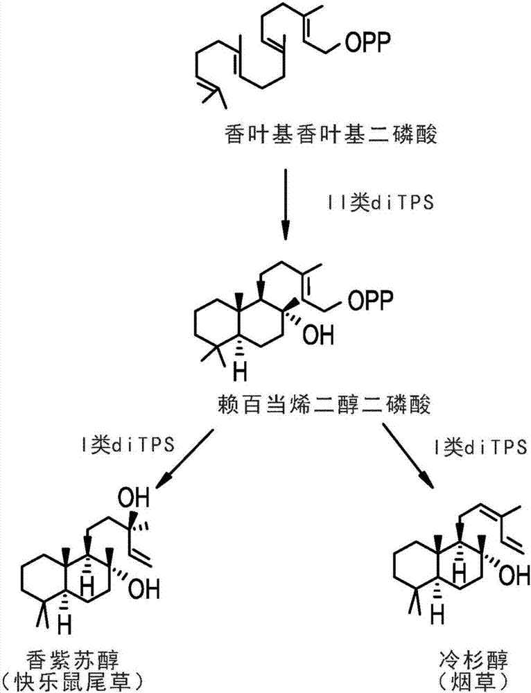 用于生產冷杉醇的方法與流程