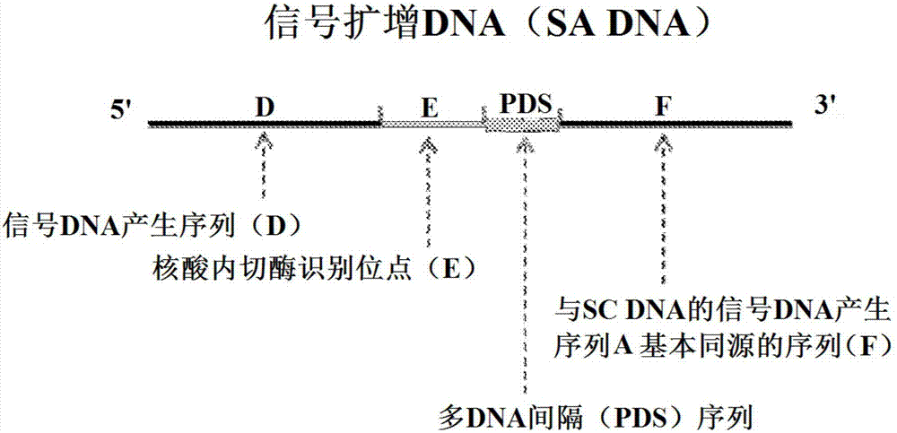 具有多DNA间隔序列的序列转换和信号扩增DNA及使用其的检测方法与流程