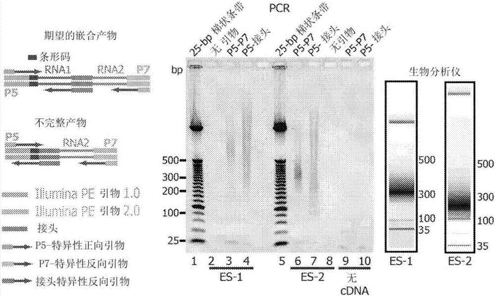 RNA STITCH测序：用于直接映射细胞中RNA:RNA相互作用的测定的制造方法与工艺