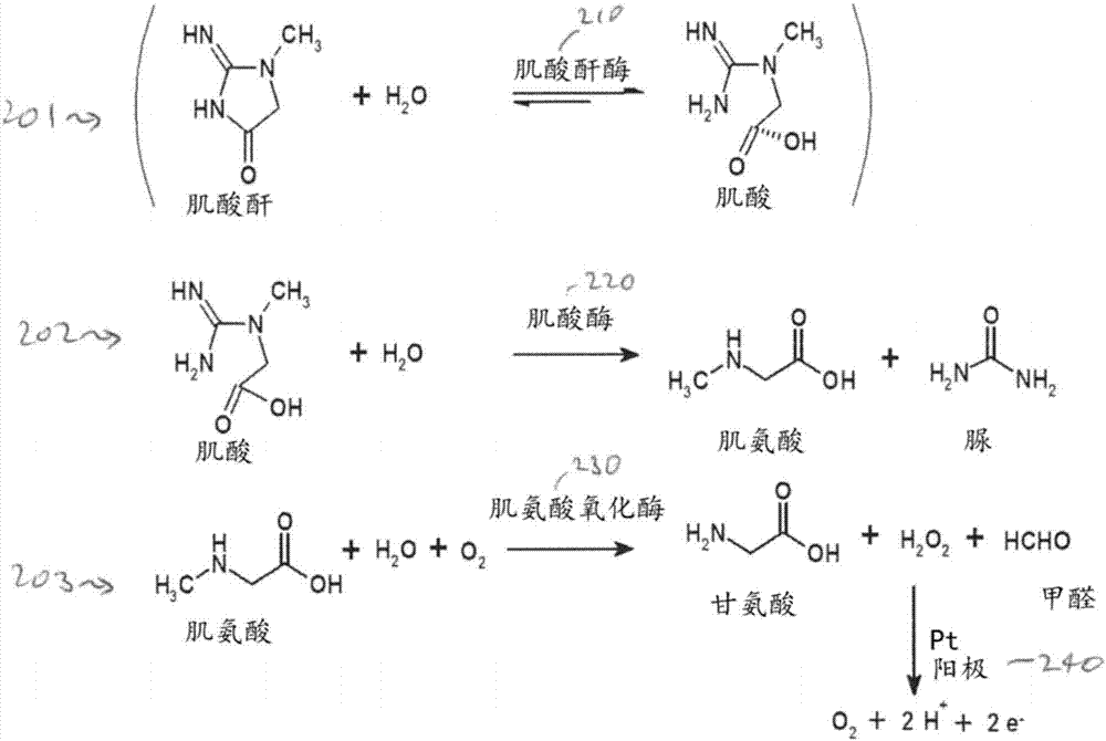 對內源性調節(jié)劑進行校正的安培型肌酸酐傳感器的校準概念的制造方法與工藝