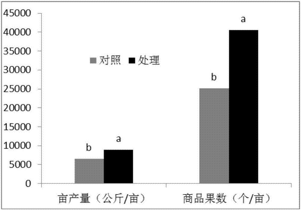 番茄雙萌蘗嫁接苗培育方法與流程