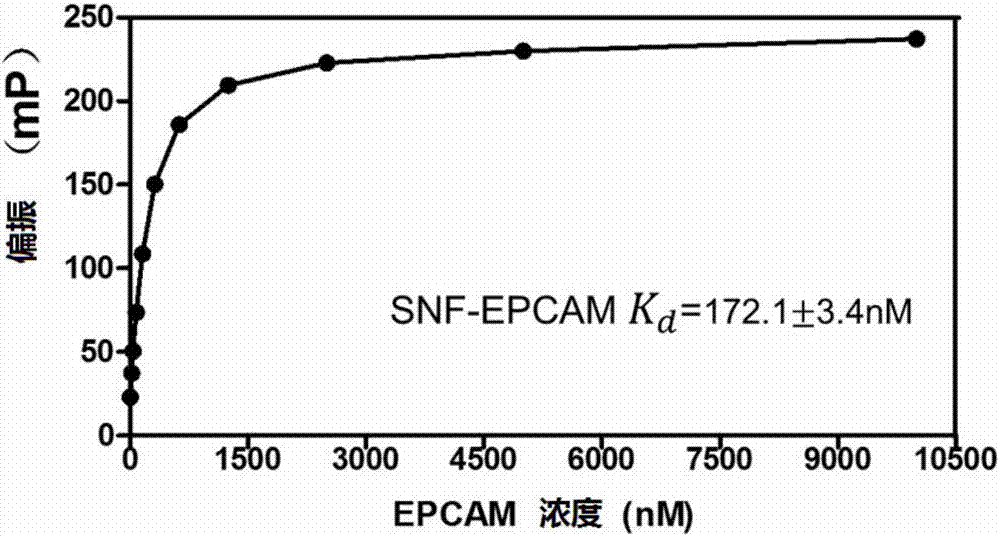 一種特異性結(jié)合上皮細(xì)胞黏附分子的靶分子多肽及其制備方法與流程