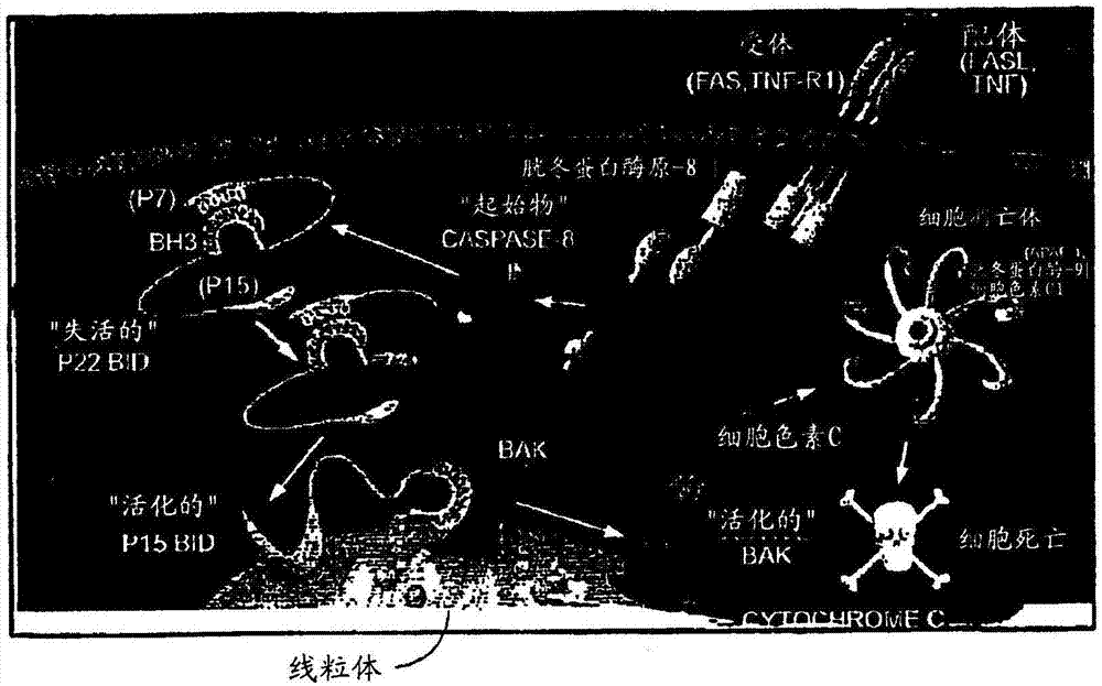 穩(wěn)定的α螺旋肽及其用途的制造方法與工藝