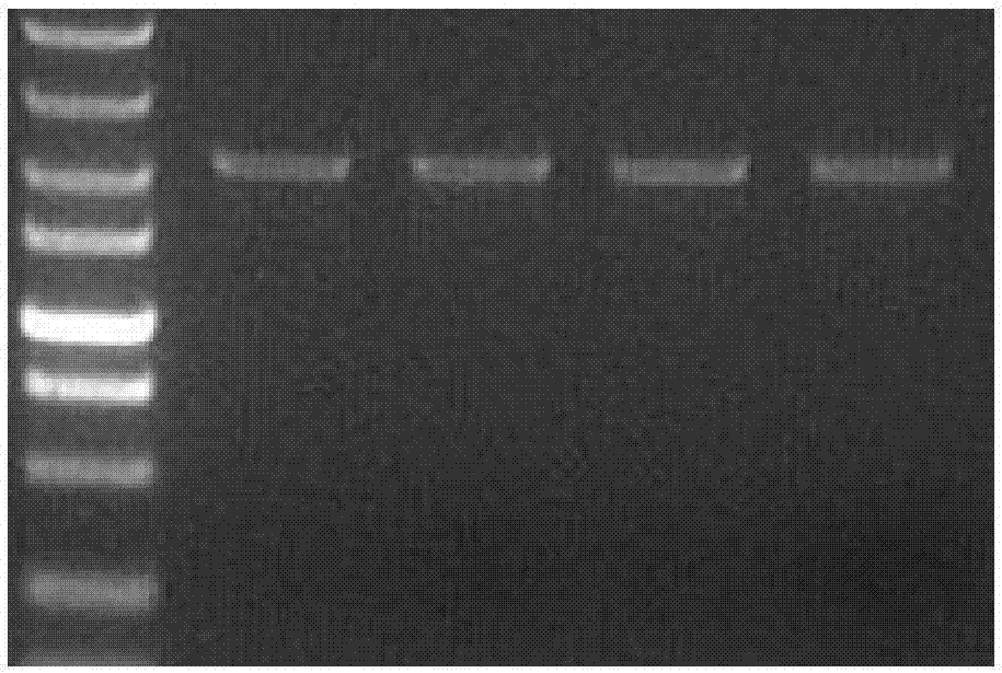 使植物具有除草劑抗性的水稻ALS突變型蛋白、基因及其應(yīng)用的制造方法與工藝