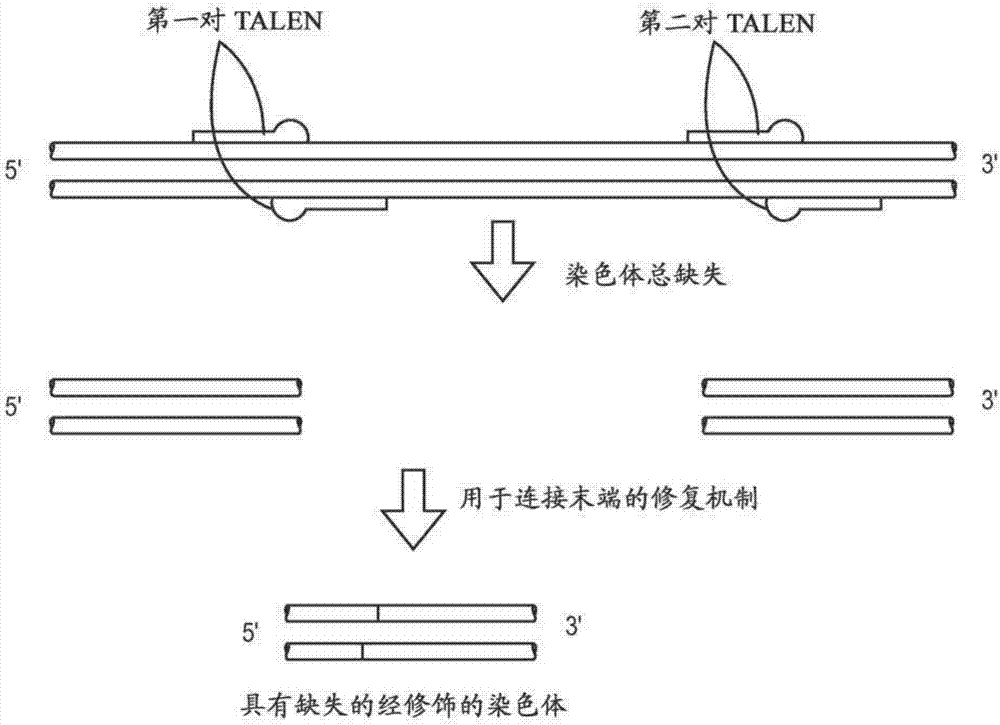 经遗传修饰的动物及其生成方法与流程